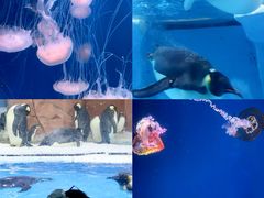 -海合安成都极地海洋公园