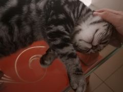-lincat·猫舍(广州店)