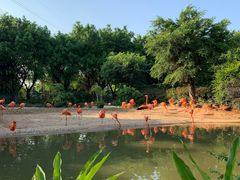 -广州长隆飞鸟乐园
