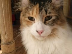 -more than meow吴止猫主题餐厅(承德 中船汇店)