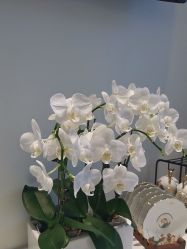 -YESIDO椰岛美容