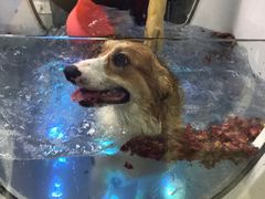 -1013 PET SHOP 宠物商店(近铁城市广场店)