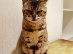 -猫小院猫主题餐厅(南锣旗舰店)