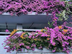 -深圳市中科院仙湖植物园