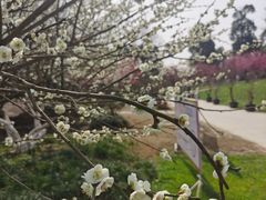 -秀丽东方