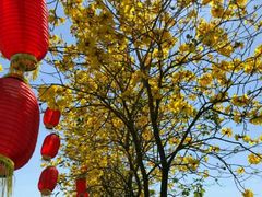 -天适樱花悠乐园