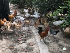 -呼吸森林·生态农庄农家乐私房菜