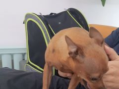 -北京观赏动物医院·24小时大型综合·猫专科·异宠专科