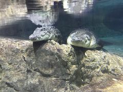 -迪拜水族馆及水下动物园