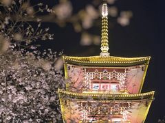 -武汉大学-樱园