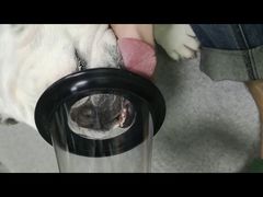 -宠爱国际动物医院· 猫科· 外科·中兽医(长白店)