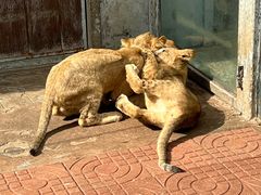 -西霞口神雕山野生动物世界