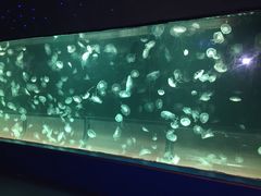 -左海海底世界
