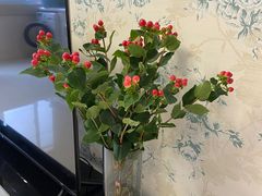 -曲阳花鸟市场(曲阳路店)