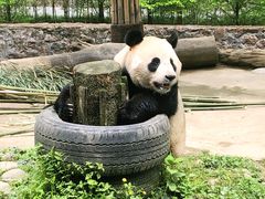 -都江堰中华大熊猫苑