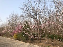 -塘沽森林公园