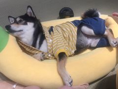 -逗柴咖啡屋·狗咖猫咖宠物桌游