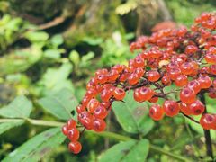 -硗碛藏寨·神木垒景区