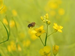 -光明小镇欢乐田园