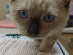 -安安宠医宠物医院·异宠·犬猫内科(岳阳分院)