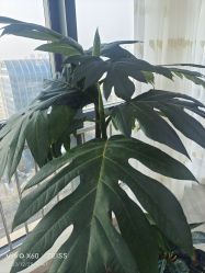 -HEYAN荷妍专业脱毛连锁机构