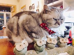 -猫色咖啡·猫咖