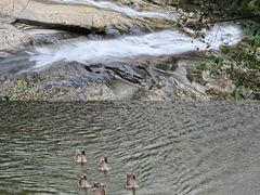 -广州白江湖森林公园