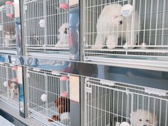 -翊宠yipet猫狗购宠庄园犬舍•猫舍