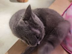 -more than meow吴止猫主题餐厅(承德 中船汇店)