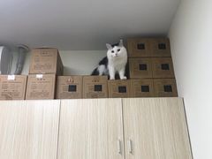 -凯特喵百思猫专科医院