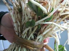 android_upload_pic-江湖翅客