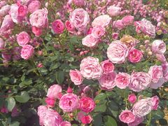 -奉浦四季生态园