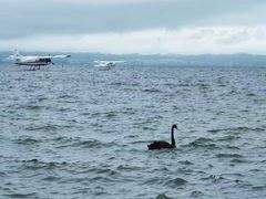 -怀托摩萤火虫洞