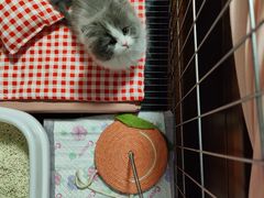 -babydoll猫舍·米努特·德文·缅因(久光中心店)