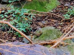 -云岫谷游猎自然风景区