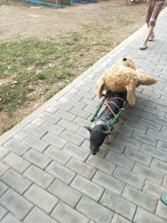 -上美四季动物农场