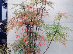 -养云安缦·廊