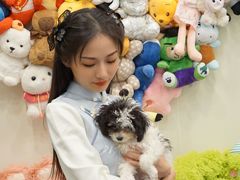 -有喵·猫咖·狗咖·30几只猫10只小狗(岗厦店)