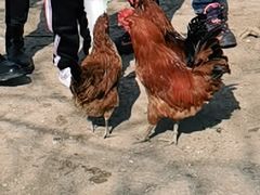 -甜心庄园·甜心草莓采摘园(西青中北店)
