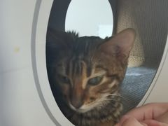 -Cappucimeow猫咪咖啡馆(韦伯时代店)