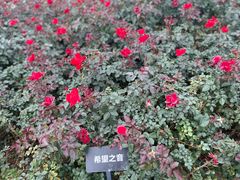 -立新湖公园