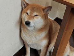 -啡语