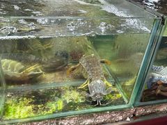 -班赞海鲜市场