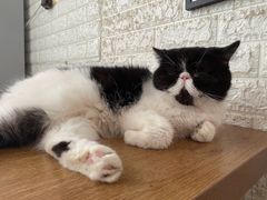 -平行世界·猫咖(首经贸店)