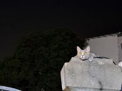 -猫岛主趣味餐厅(鼓浪屿店)
