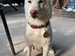 -柴犬高等学院·狗咖·柴犬售卖·宠物训练