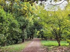 -上海共青森林公园