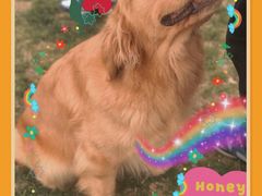 -趣玩宠物乐园寄养训犬训狗游泳池