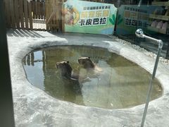 -廊坊固安福朋喜来登酒店