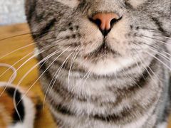-平行世界·猫咖(首经贸店)
